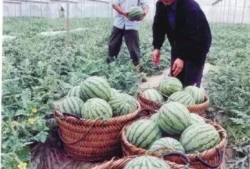 路桥吃瓜最新事件爆料,最新吃瓜事件揭秘，真相令人震惊！